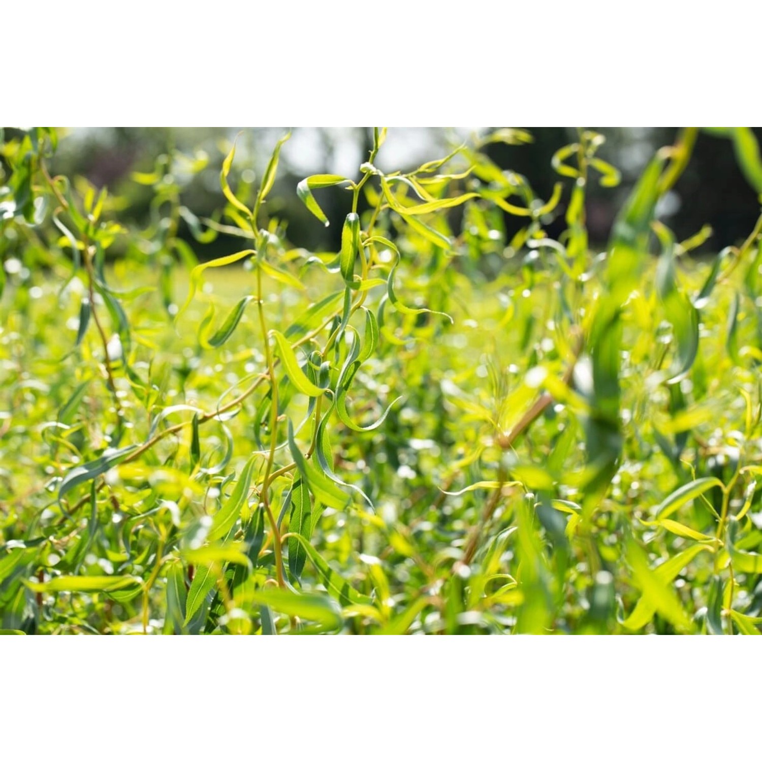 Korkenzieherweide (Salix matsudana Tortuosa), 60-100 cm, mit gedrehten Zweigen und grünen Blättern.