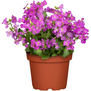 Kaukasische Gänsekresse 'Compinkie Rosa' im Topf, rosa blühende Staude für den Garten.