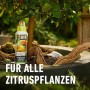Compo Bio Zitruspflanzendünger 500ml Flasche vor Zitruspflanze.