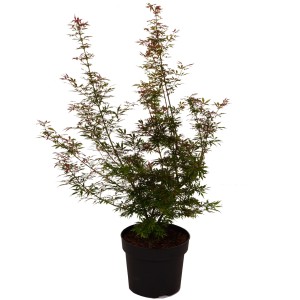 Japanischer Fächerahorn Jerre Schwartz im Topf, ca. 80-100cm hoch.