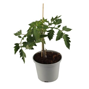 Pottburri Tomatenpflanze im Topf (ca. 13 cm Ø).