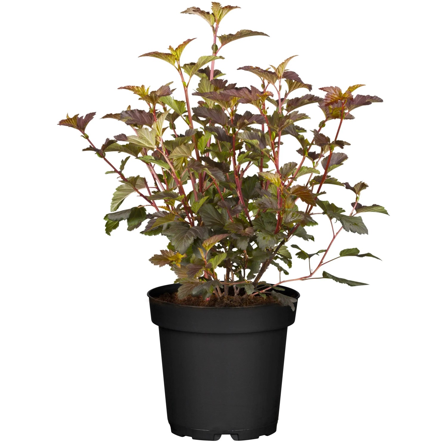 GROW by OBI Blasenspiere Magic Ball H ca. 40-60 cm Topf ca. 2,3, Physocarpus