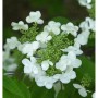 Nahaufnahme des Japanischen Schneeballs 'St. Keverne' mit weißen Blüten und grünen Knospen.