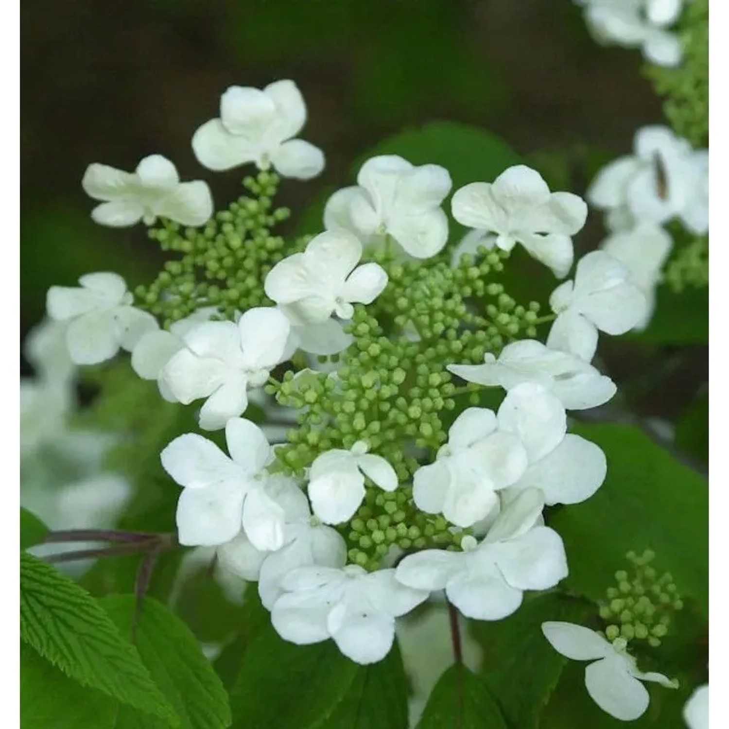 Japanischer Schneeball St. Keverne 80-100cm - Viburnum plicatum