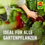 Anwendung von Compo Bio Naturdünger Guano auf Gemüsebeet mit Mangold.