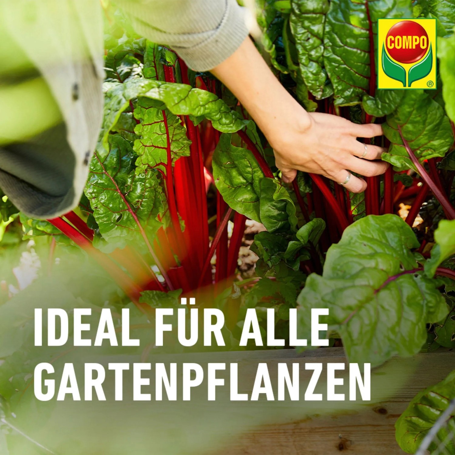 Anwendung von Compo Bio Naturdünger Guano auf Gemüsebeet mit Mangold.