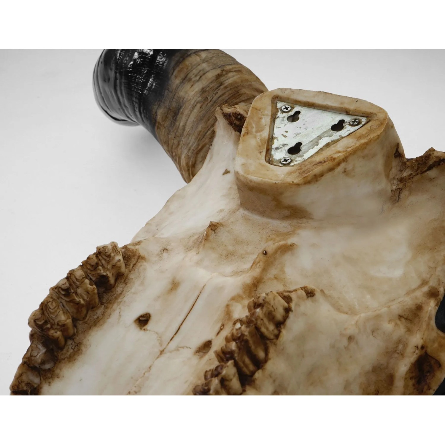 MCW Deko Schädel 45cm T454 Stier Naturfarben_5