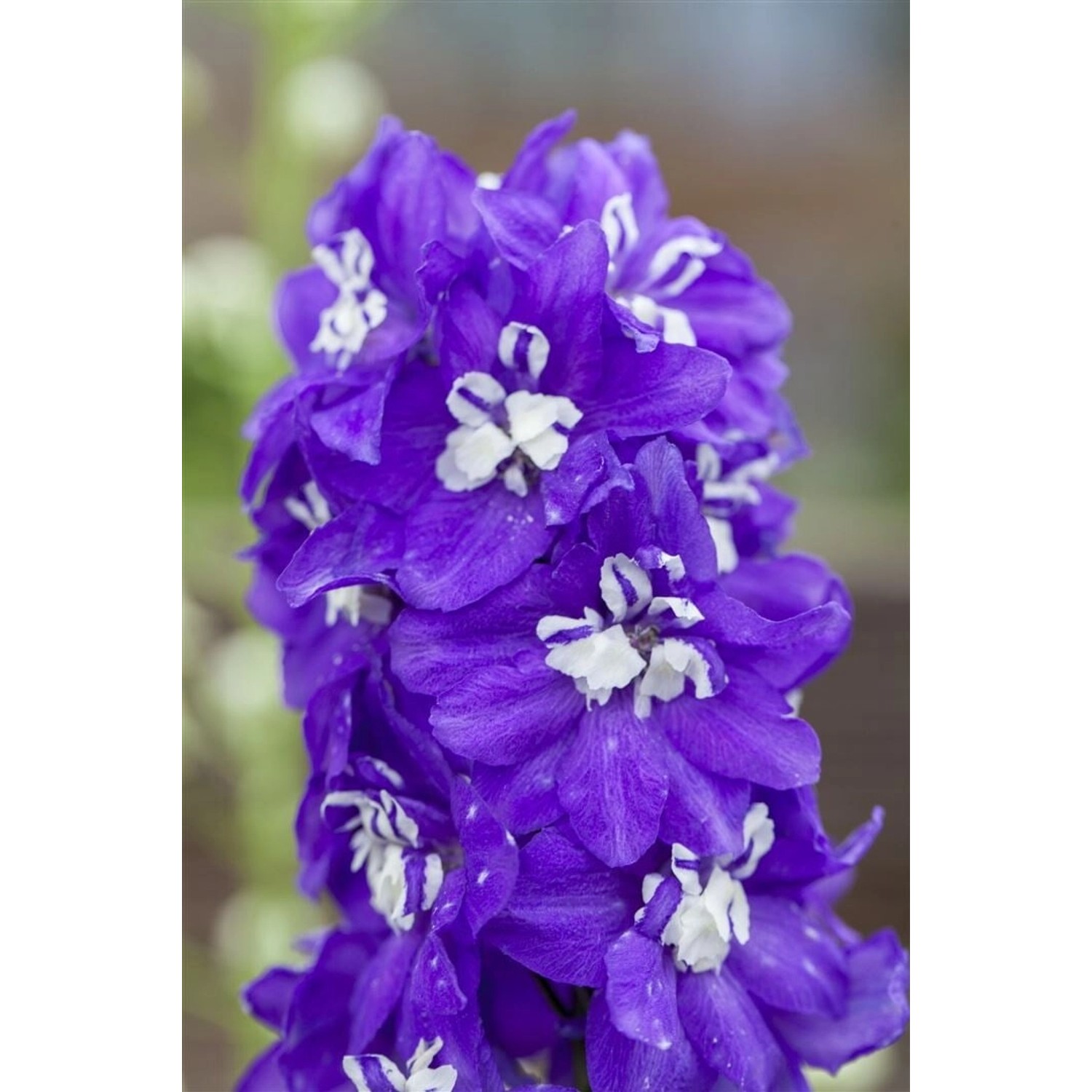 Delph. Delphina Dark Blue With Bee 2 Liter Container günstig online kaufen