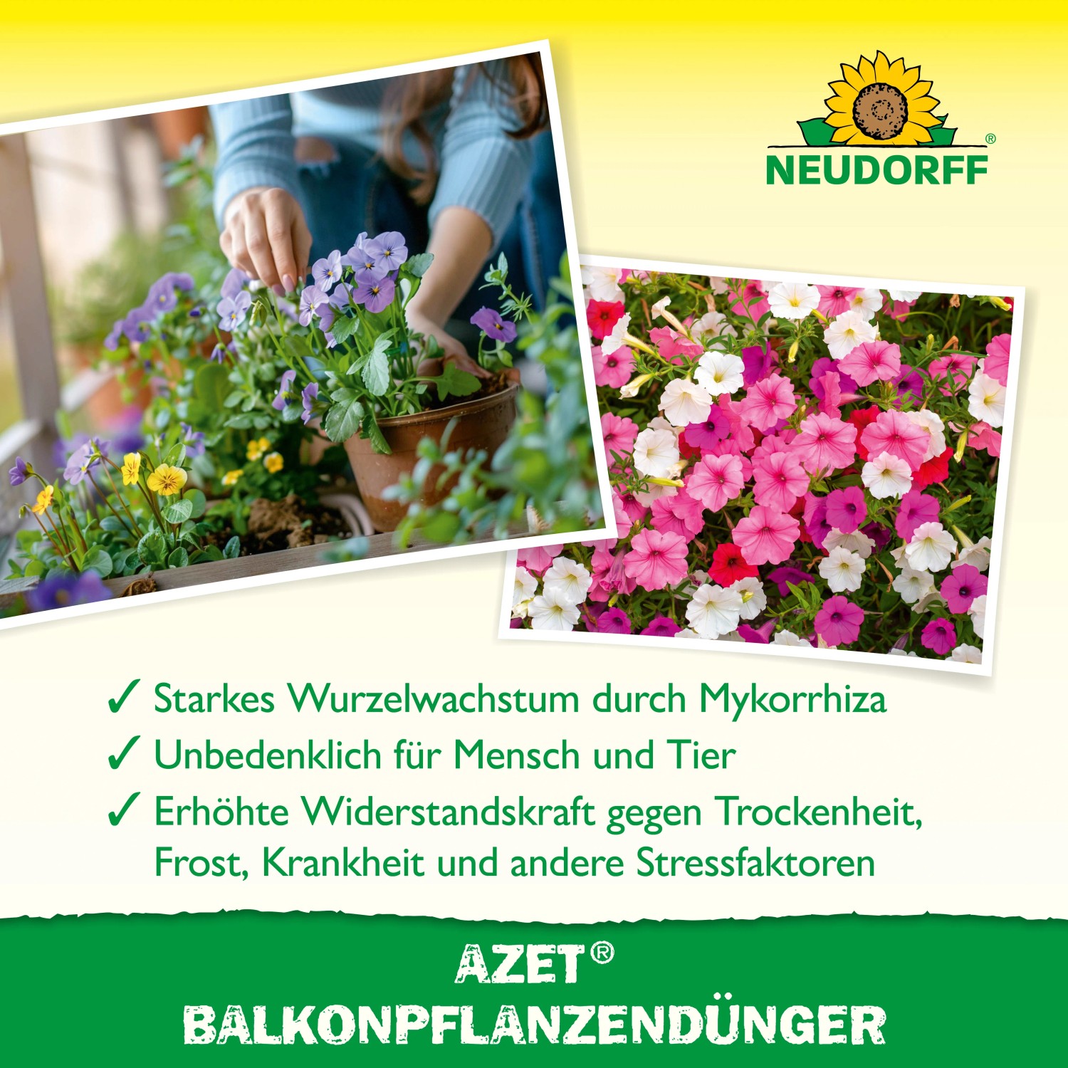 Neudorff Azet Balkonpflanzen-Dünger: Frau pflanzt Blumen auf dem Balkon, Nahaufnahme von Blüten.