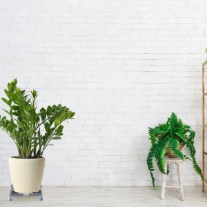 Dunkelgrauer, ausziehbarer Pflanzenroller aus Kunststoff/Edelstahl mit Rollen unter Blumentopf.