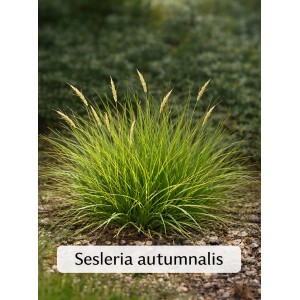 Herbst-Kopfgras (Sesleria autumnalis) im Topf, Ziergras für den Garten, ca. 20-30 cm hoch.