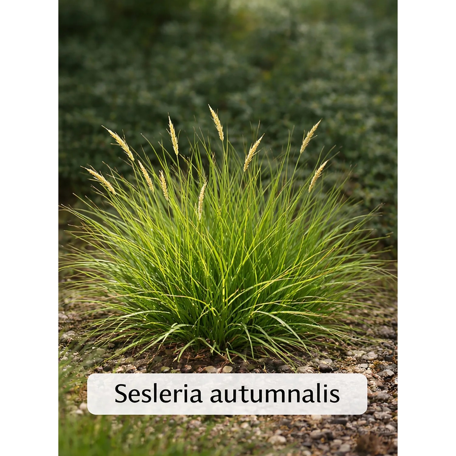 Herbst-Kopfgras Set à 12 Stück Höhe ca. 20 - 30 cm Topf ca. 9 cm Sesleria aut.