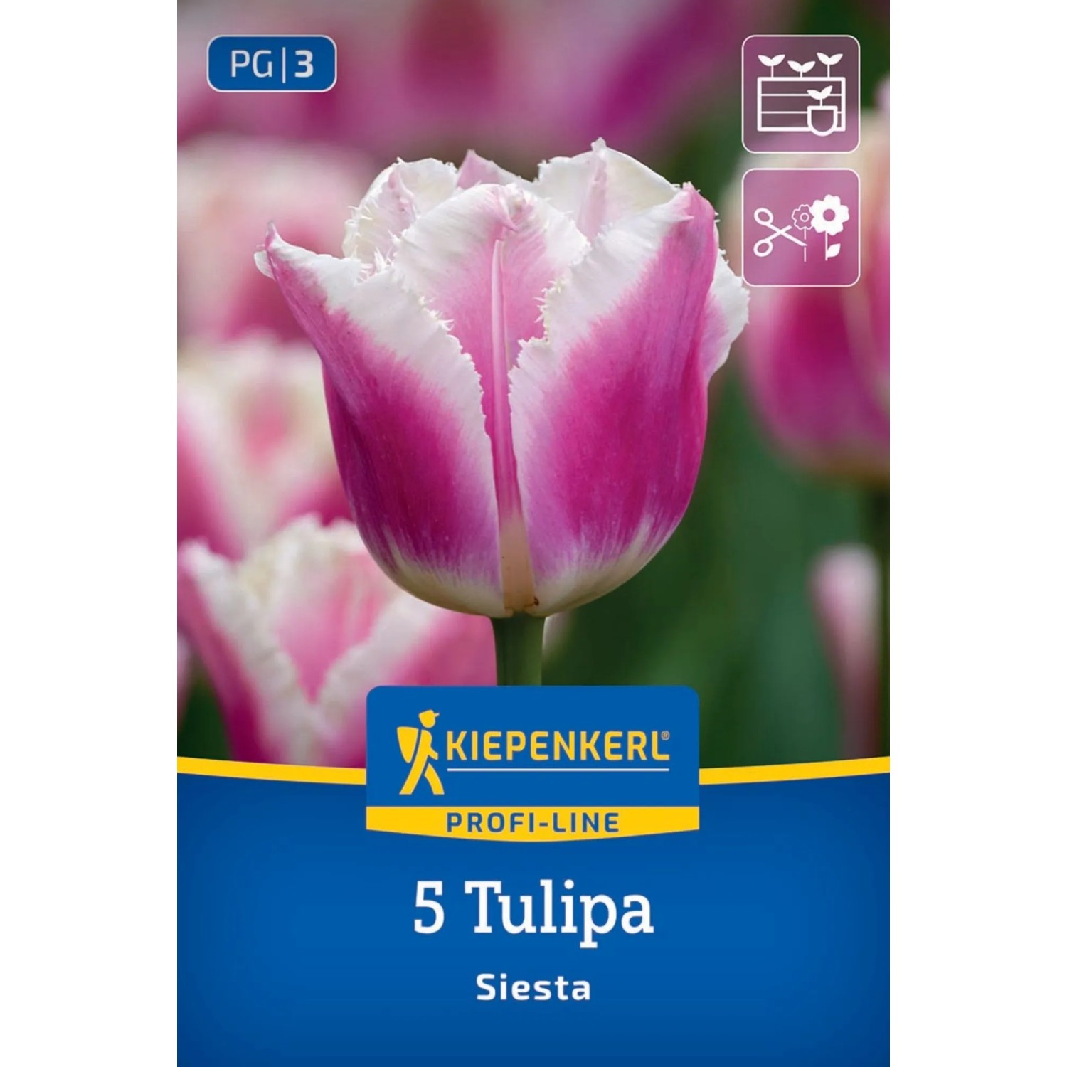 Kiepenkerl Blumenzwiebel Profi-Line Gefranste Tulpe Siesta 5 Stück