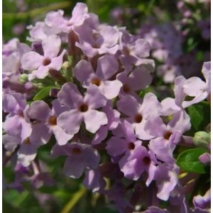 Nahaufnahme von zart lila Blüten des Sommerflieders (Buddleja alternifolia).