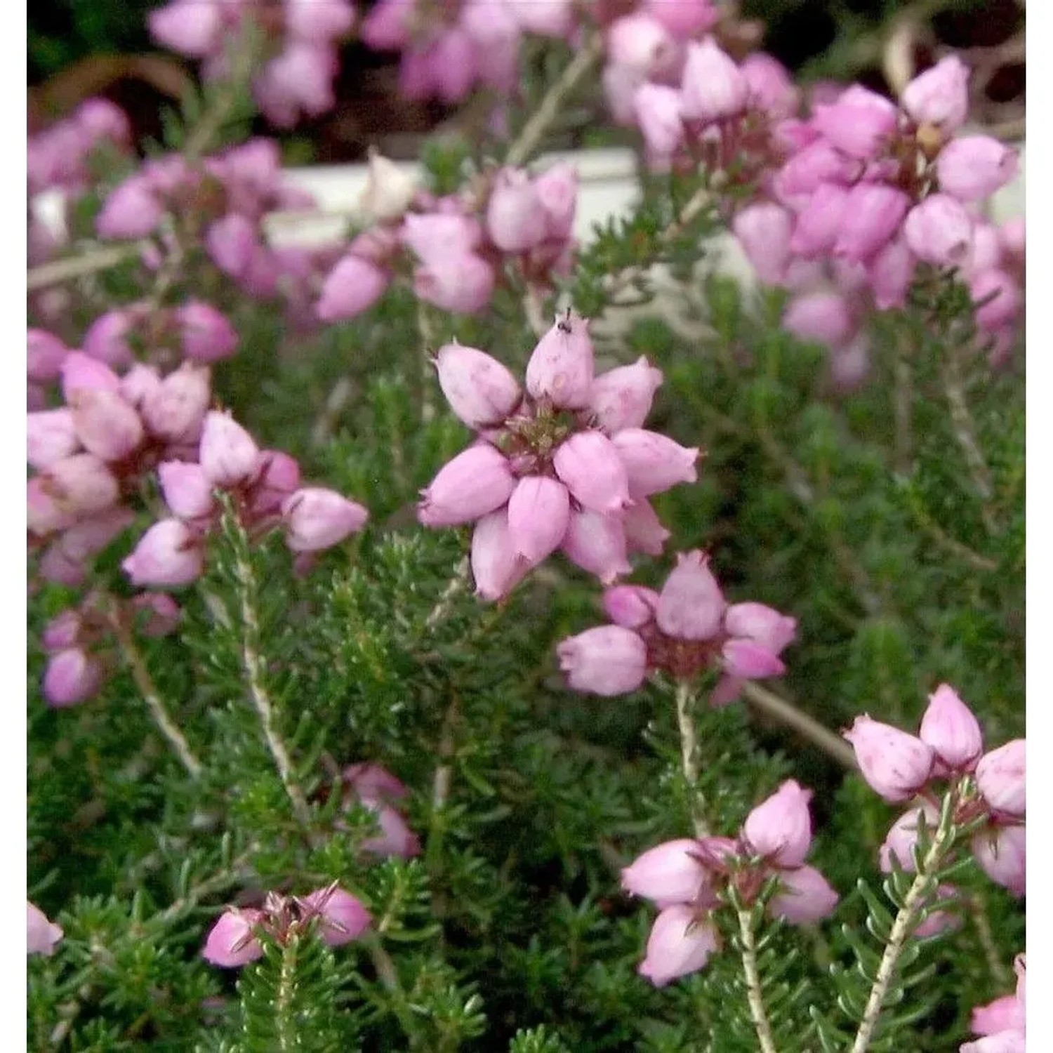 10x Grauheide Pink Ice - Erica cinerea