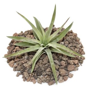 Kleine, lose Tillandsia Brachycaulos Abdida Exotenherz Pflanze auf Lavasteinen.