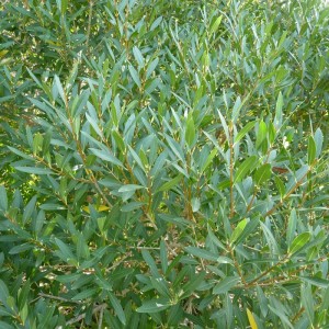 Steinlinde Phillyrea angustifolia 40 bis 50 cm im Container Kompakt Wachsend