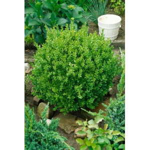 Kugeliger Buxus sempervirens 'Suffruticosa' im 13 cm Topf, grüne Heckenpflanze.