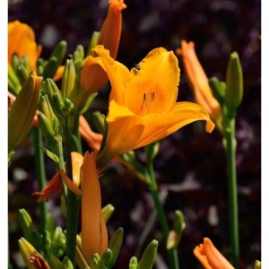 Orange Taglilie Lucretius (Hemerocallis) im Detail.