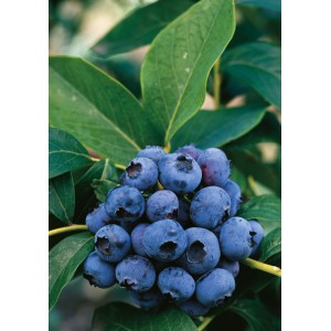 Nahaufnahme der GROW by OBI Heidelbeere Hortblue Petite mit reifen, blauen Früchten und grünen Blättern.