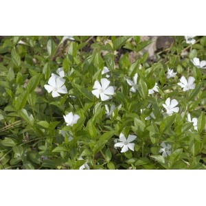 Immergrüner Bodendecker Vinca Minor Alba mit weißen Blüten im 9x9 cm Topf.