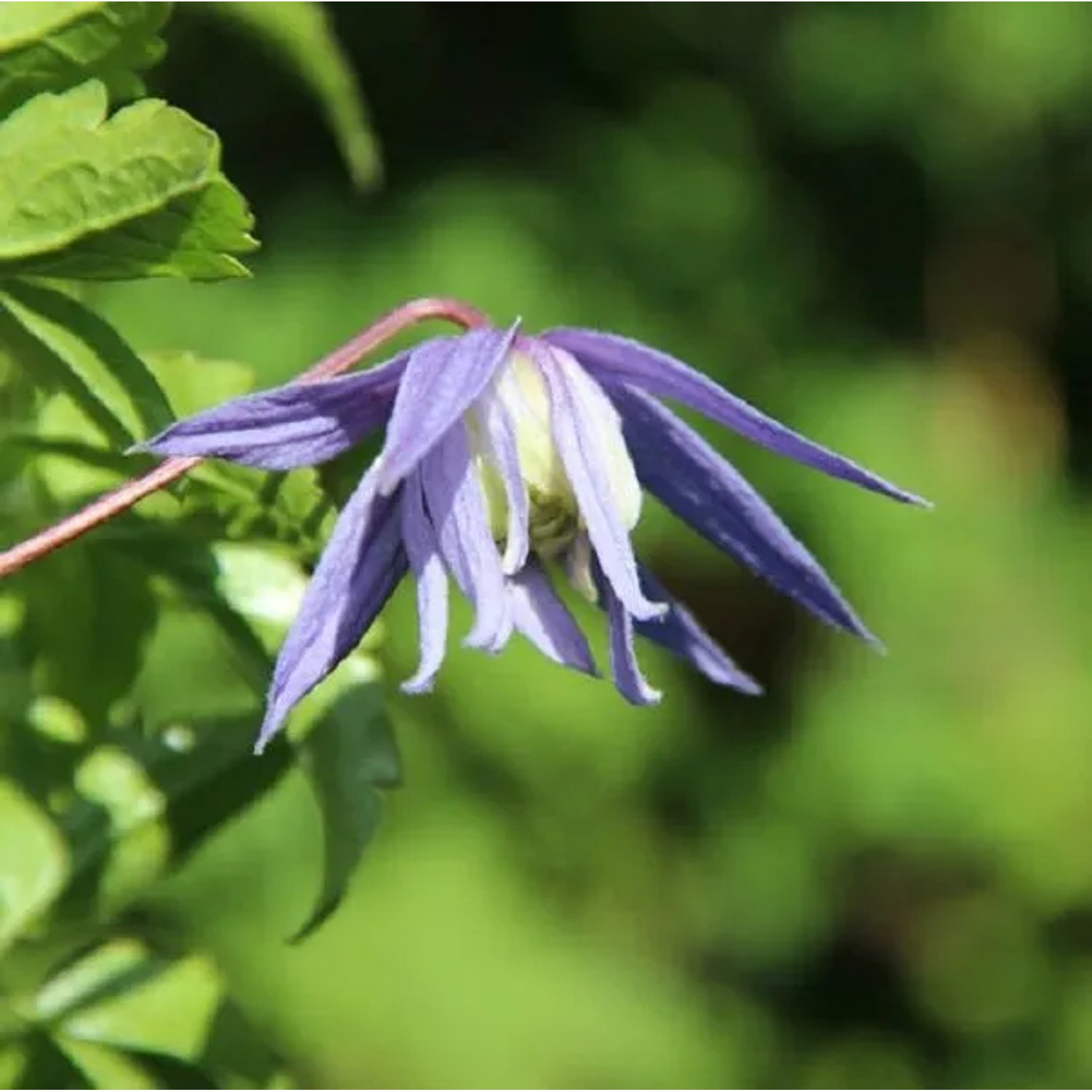 Alpen-Waldrebe 'Frances Rivis' Clematis alpina 50 bis 60 cm im Container Glockenförmige Blüten