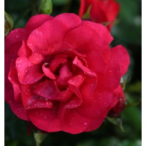 Nahaufnahme einer roten Bodendeckerrose Gärtnerfreunde mit Wassertropfen.
