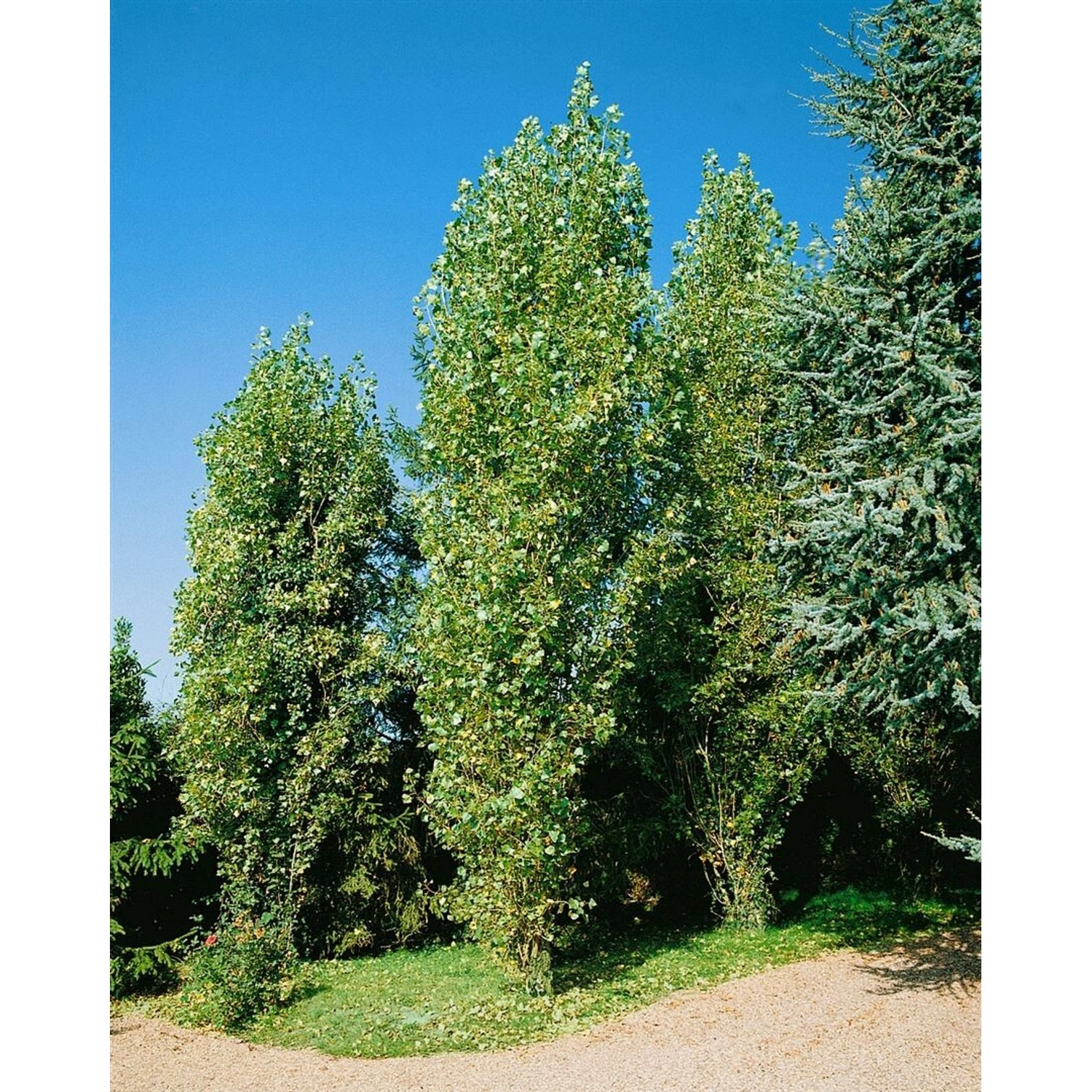 Populus Nigra Italica Schwarz-Pappel Säulenförmig 150–200 cm günstig online kaufen