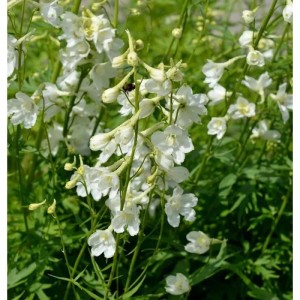 Rittersporn Casa Blanca, weiße Blütenstände der Delphinium belladonna Staude.