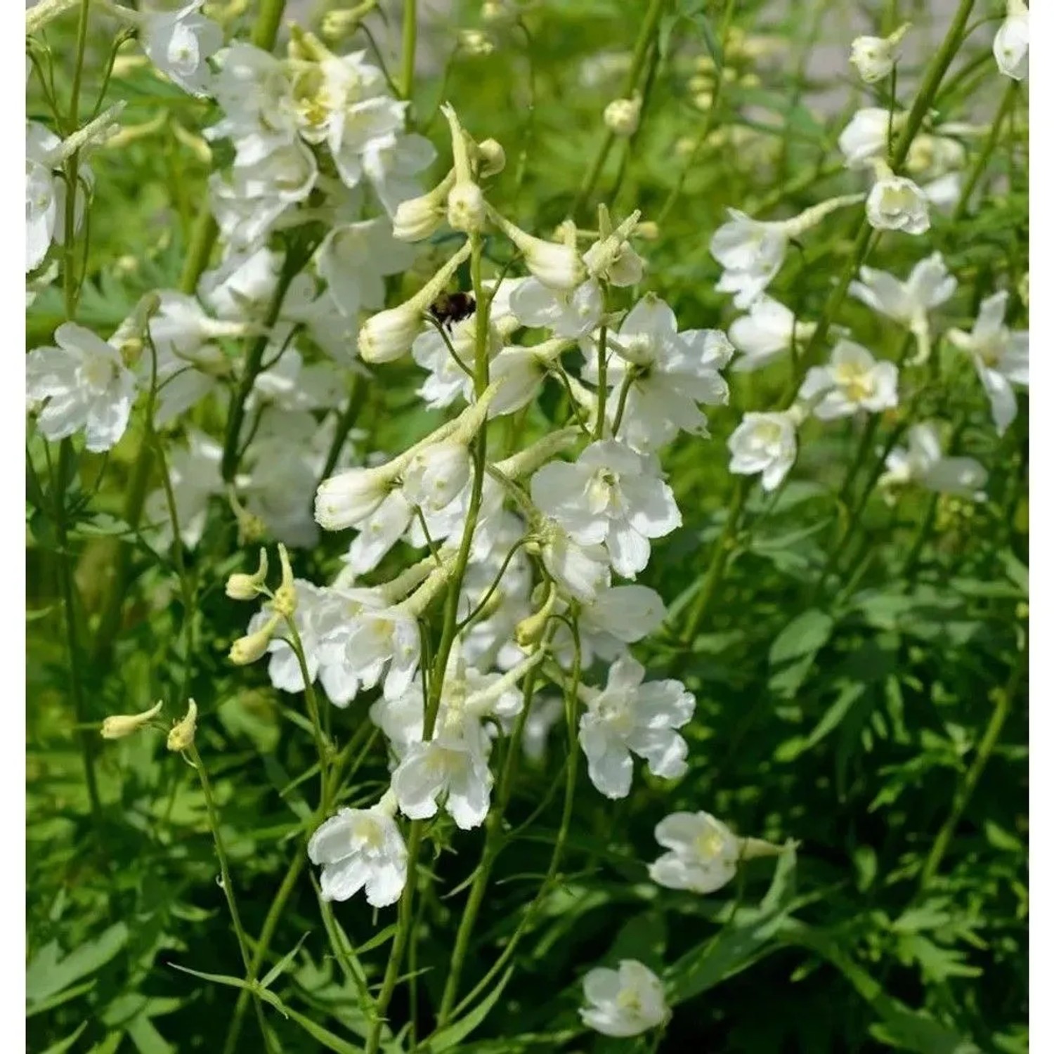 Rittersporn Casa Blanca - Delphinium belladonna