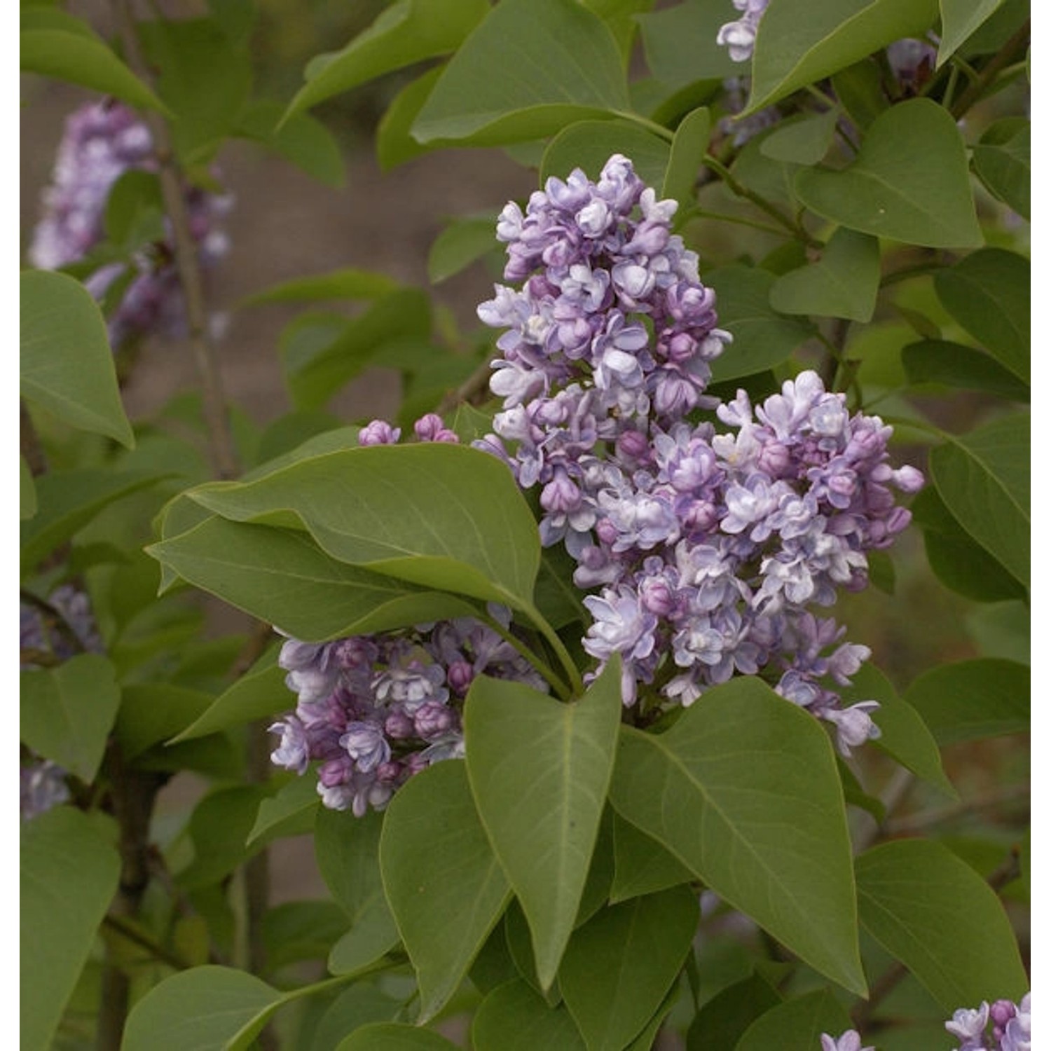 Edelflieder Katharine Havemeyer 125-150cm - Syringa vulgaris günstig online kaufen