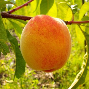 Saftiger Pfirsich 'Red Haven' am Baum, rot-gelbe Frucht mit Blättern.