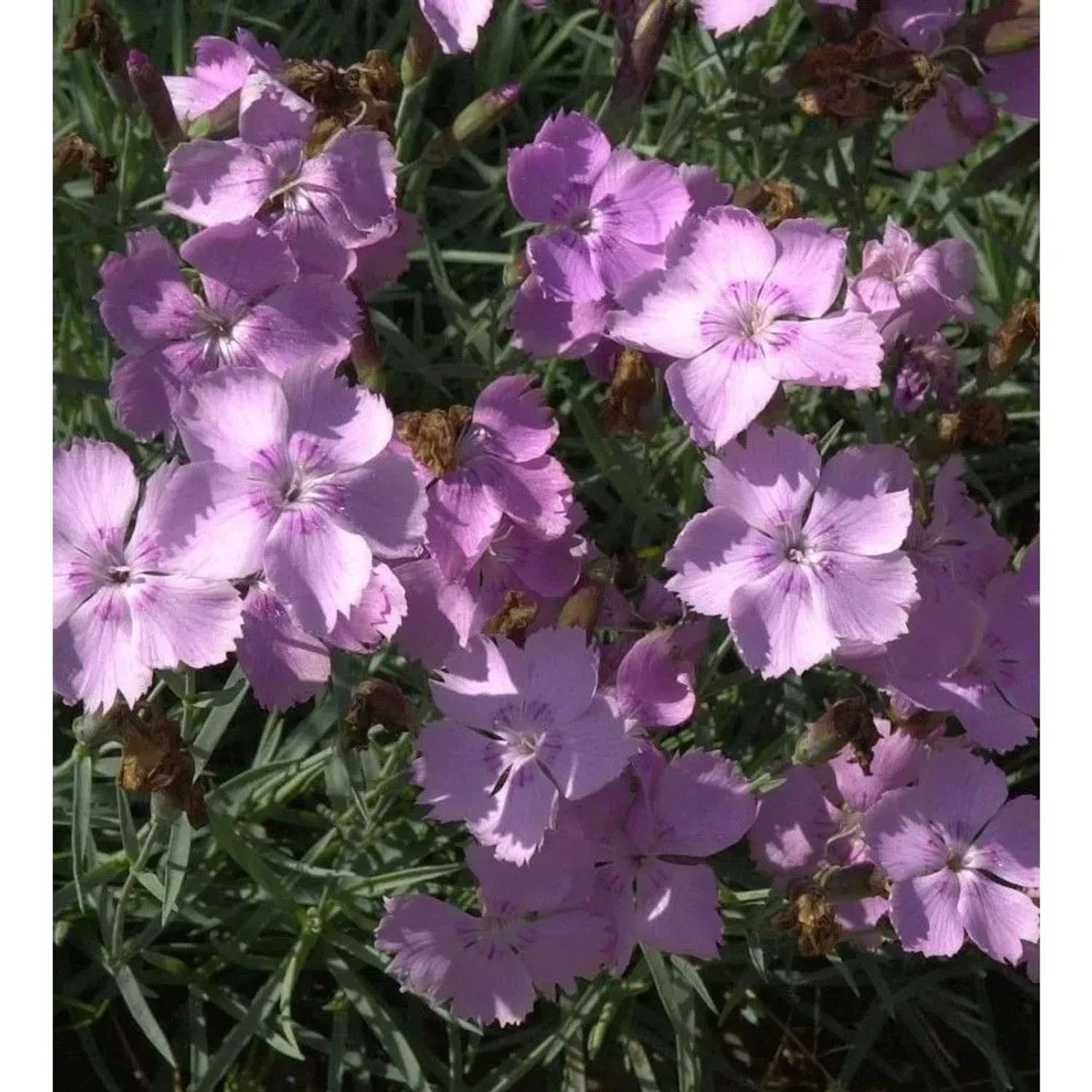 Pfingstnelke Nordstjernen - Dianthus gratianopolitanus