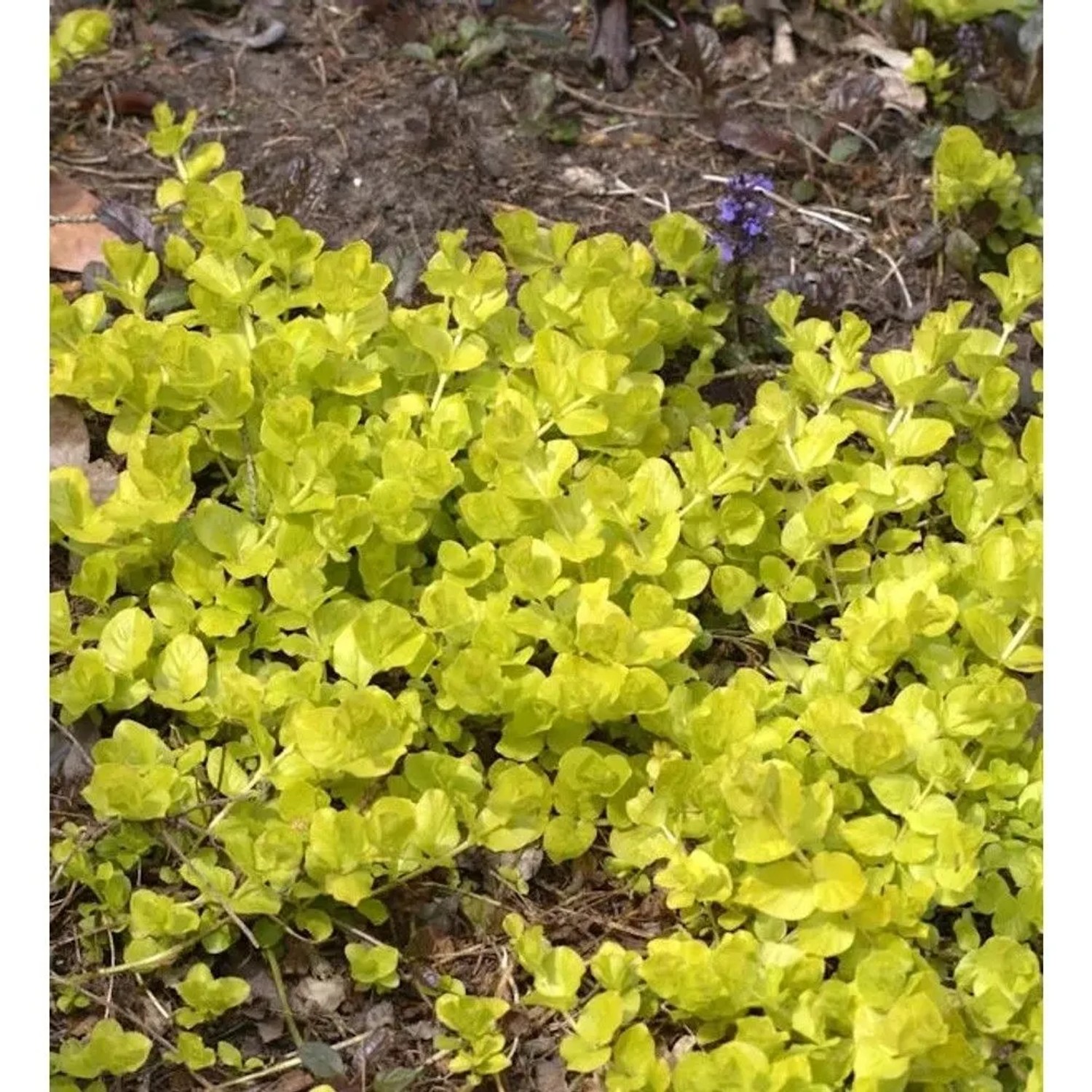 Pfennigkraut Goldilocks - Lysimachia nummularia