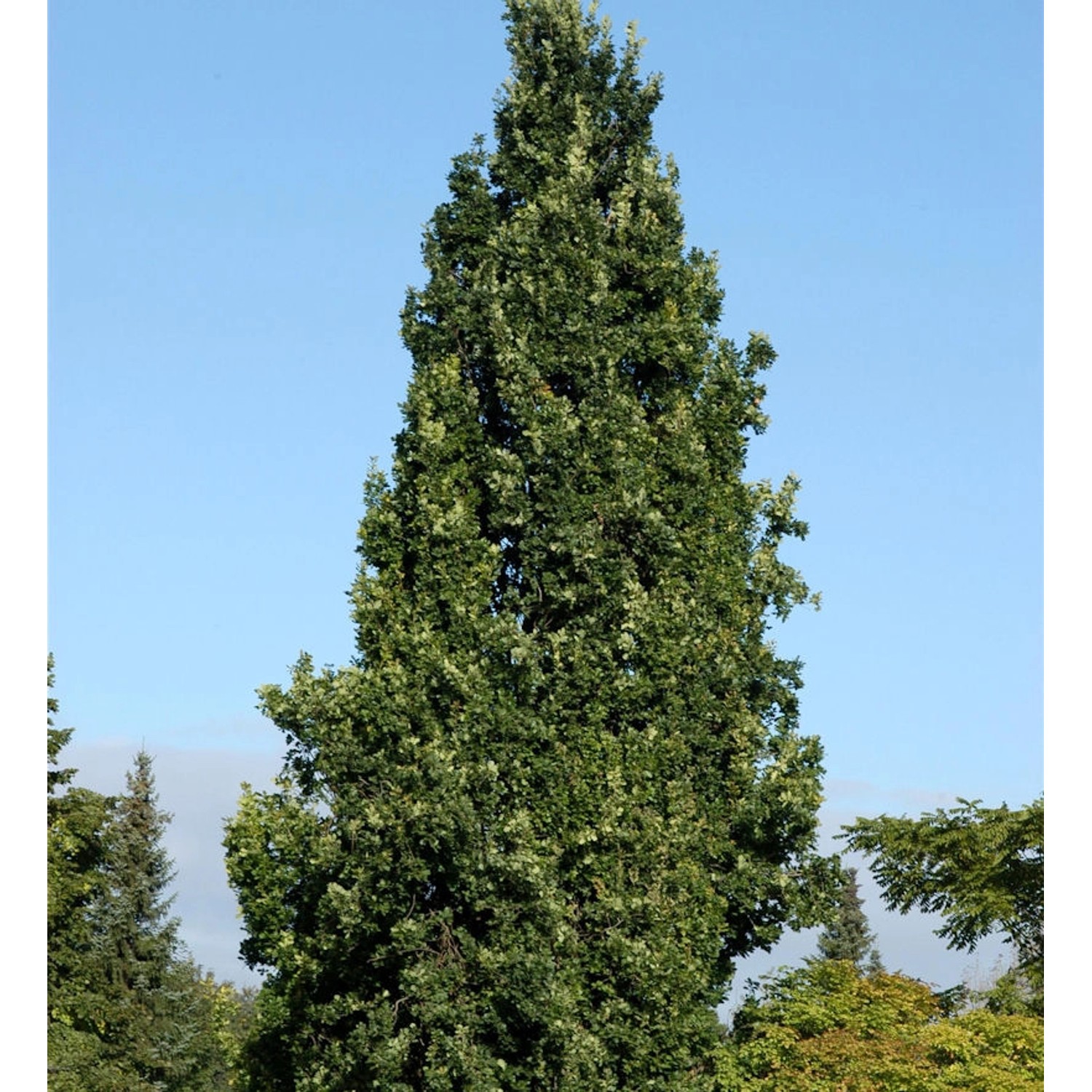 Pyramideneiche Fastigata Steinmoor 100-125cm - Quercus robur günstig online kaufen