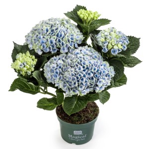 Ballhortensie Magical im Topf, blau-grüne Blüten, ca. 10-20 cm hoch.
