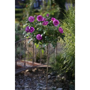 Beetrose Minerva Violett auf Stamm, ca. 60 cm hoch, gefüllte Blüten im Garten.