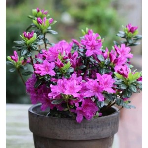 Japanische Azalee Lady Dark 15-20cm - Rhododendron obtusum - Zwerg Alpenrose