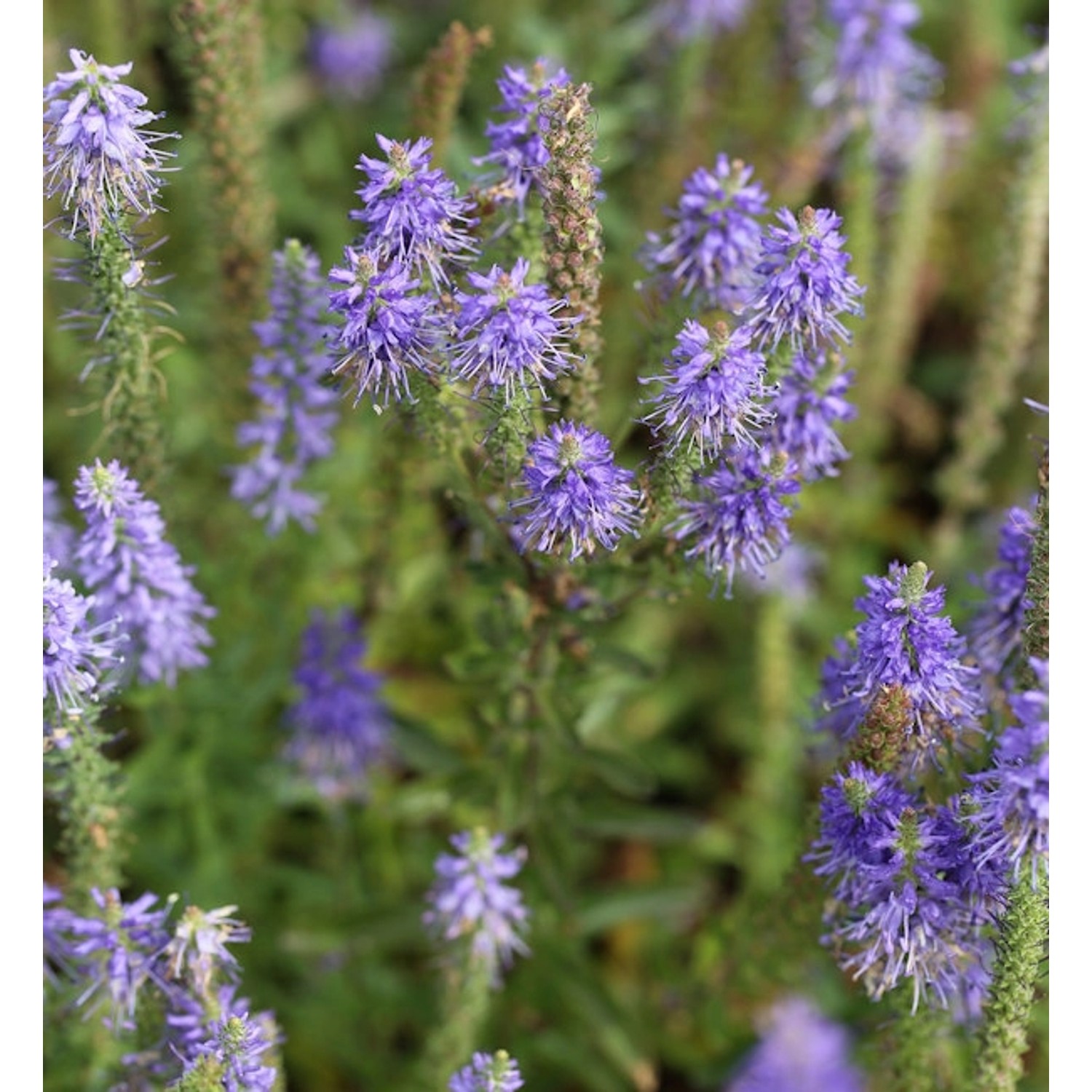 Polsterveronika Blaufuchs - Veronica spicata günstig online kaufen