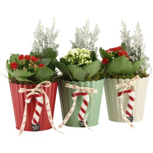 Weihnachtliches Pflanzen-Arrangement im Keramikgefäß Auswahl Topf-Ø ca. 11 cm