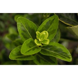 Nahaufnahme der Japanischen Spindel 'Aureomarginatus' mit grün-gelb panaschierten Blättern.