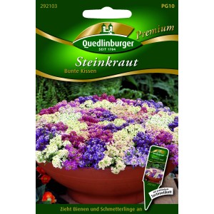 Quedlinburger Steinkraut 'Bunte Kissen' Samen, blühend in Weiß, Lila und Violett im Topf.