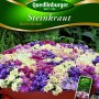 Quedlinburger Steinkraut 'Bunte Kissen' Samen, blühend in Weiß, Lila und Violett im Topf.