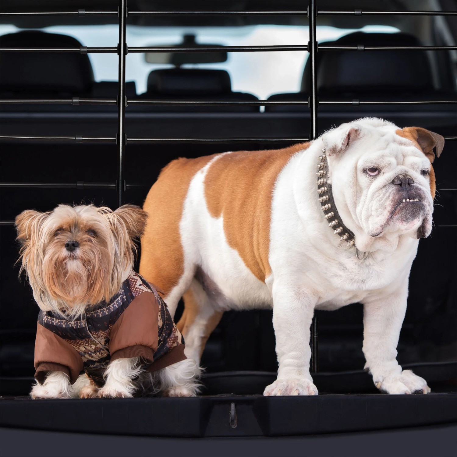 Schwarzes, verstellbares Hundegitter aus Stahl/Kunststoff im Kofferraum trennt zwei Hunde sicher ab.