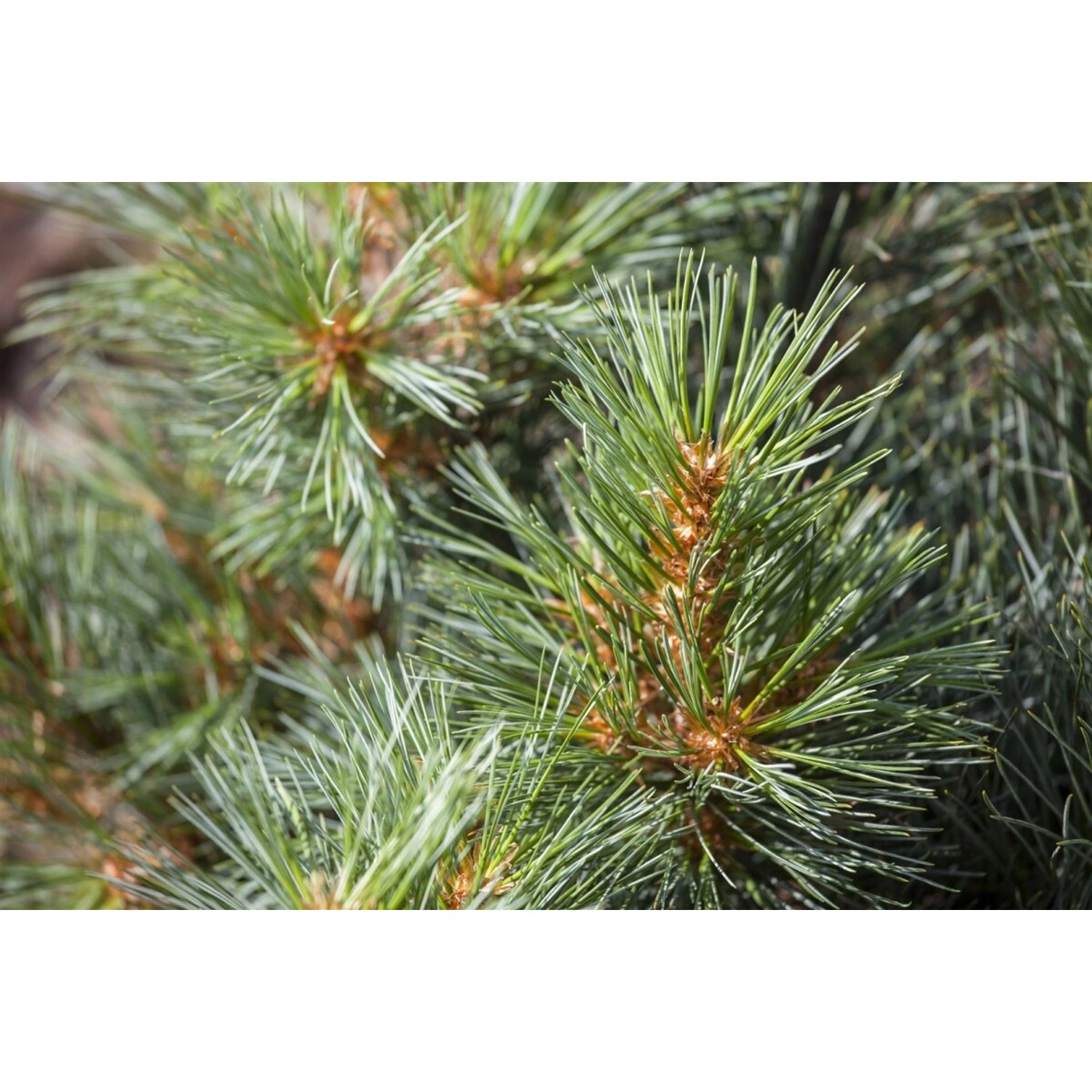 Pinus Strobus Macopin Weymouth-Kiefer Kompakt 100–125 cm günstig online kaufen