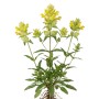 Zottiger Klappertopf (Rhinanthus Alectorolophus) mit gelben Blüten, grünen Blättern und Wurzeln. Wiesenblume.