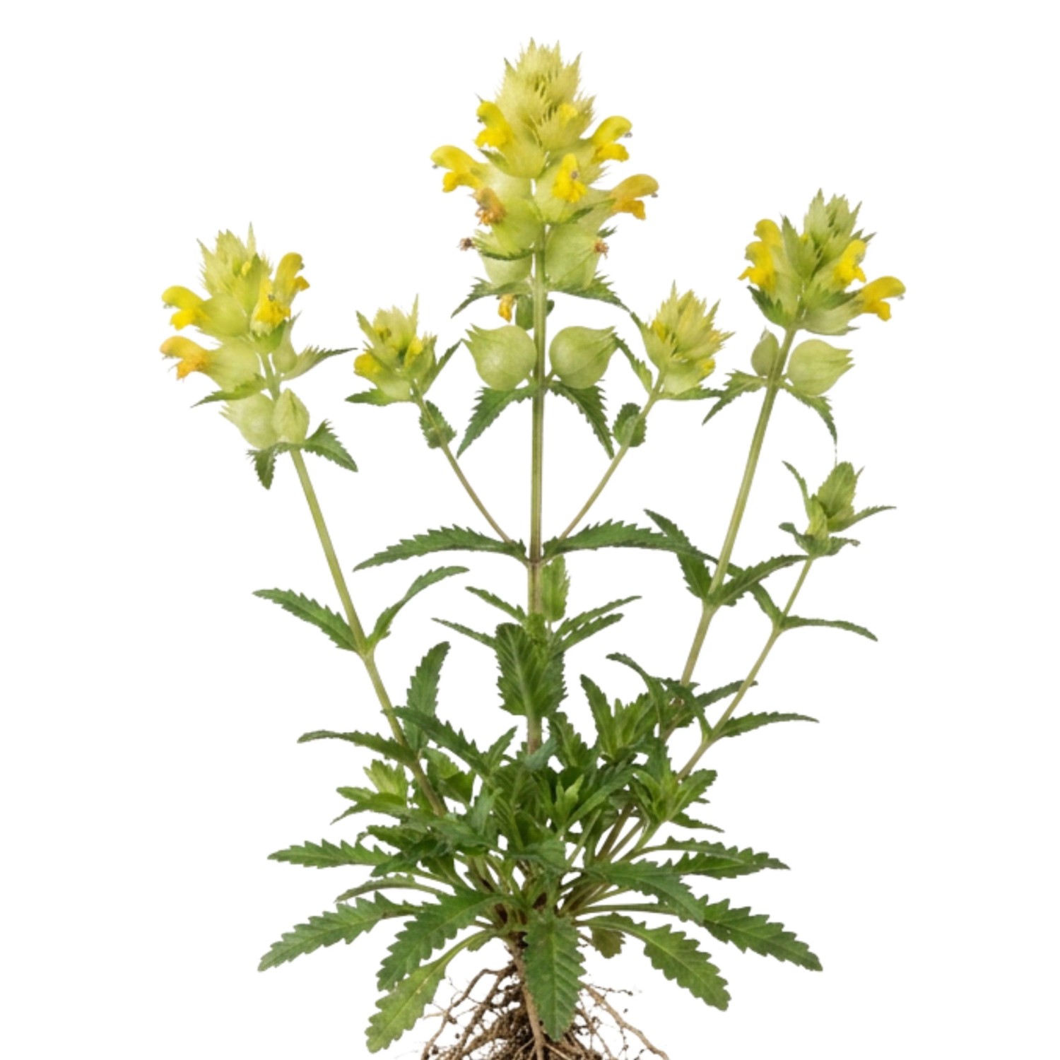 Zottiger Klappertopf (Rhinanthus Alectorolophus) mit gelben Blüten, grünen Blättern und Wurzeln. Wiesenblume.