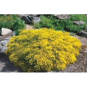 Goldgelber Ginster 'Goldilocks' (Genista pilosa), kompakter Bodendecker mit üppiger Blüte.