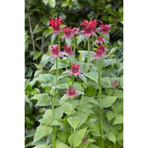 Aufrecht wachsende, rote Monarda Fistulosa Cambridge Scarlet Staude im Topf.