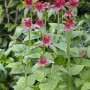 Aufrecht wachsende, rote Monarda Fistulosa Cambridge Scarlet Staude im Topf.